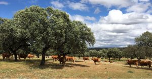 Vacas lumusinas