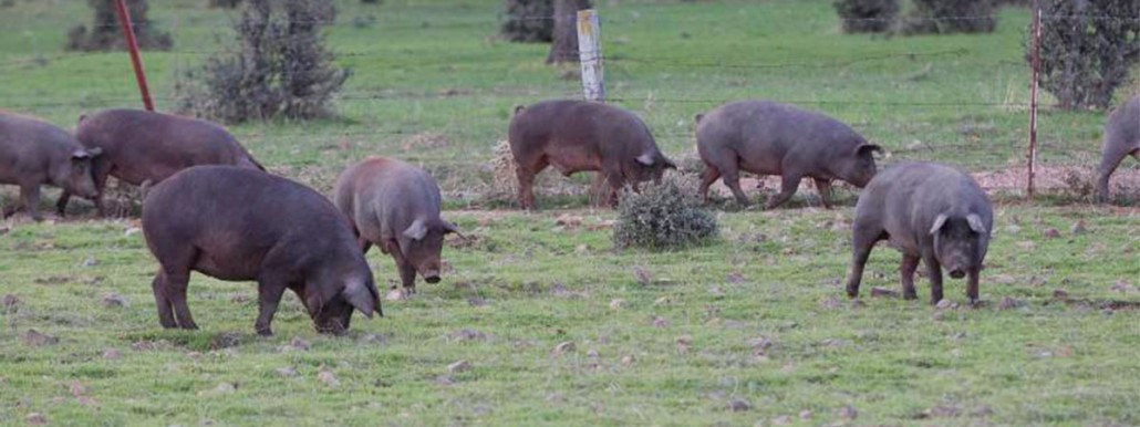 Cerdo-ibérico-abrasador