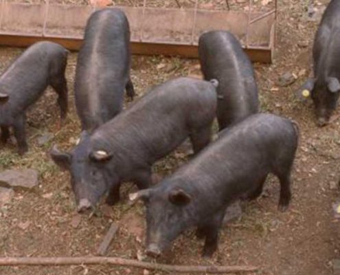 Cerdo ibérico en periodo de adptación al campo