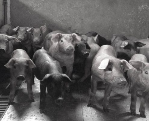 Lechones de cerdo ibérico de Abrasador