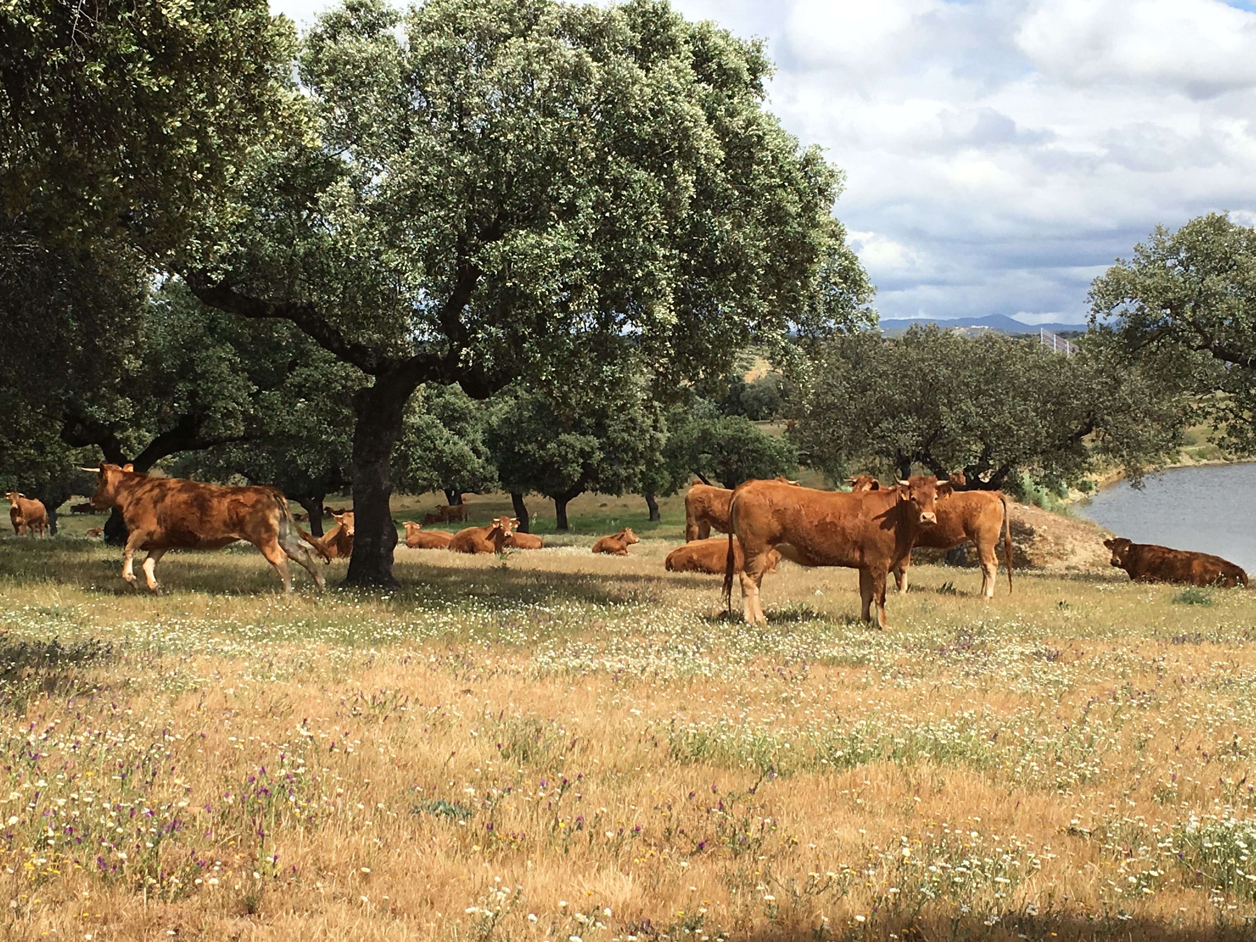 Vacas Abrasador en la Finca de Cáceres de Torrejón del Rubio