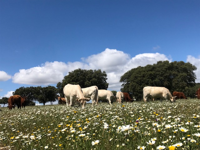 Vacas Abrasador en la finca de Badajoz