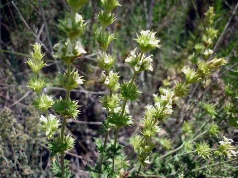 Rabo de Gato, flora de la Sierra de Callosa de Segura