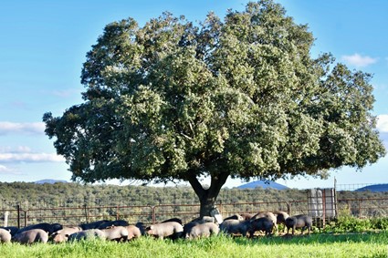 Cerdo ibérico de cebo de campo Abrasador