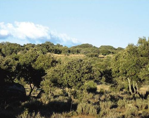 Parque Forestal Adolfo Suárez