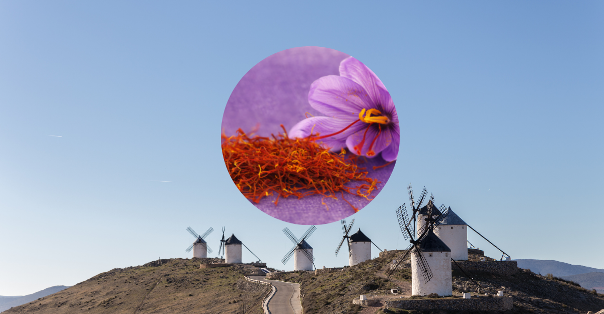 La tradición del azafrán en Consuegra