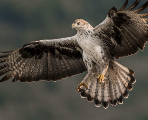 Águila azor perdicera