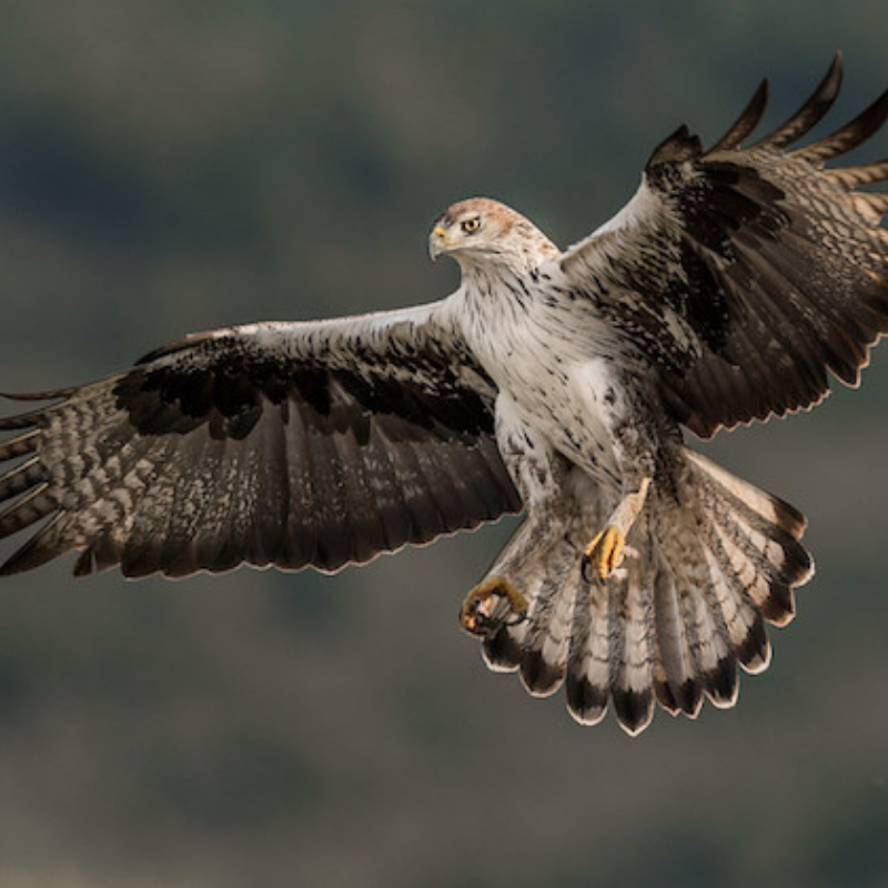 Águila azor perdicera 