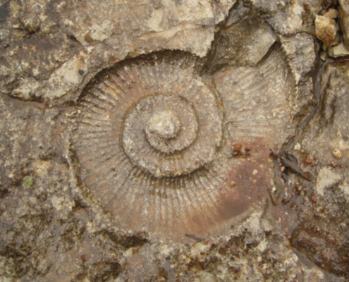 Ammonites parque natural sierras subbéticas