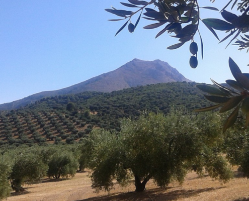 Olivares y al fondo el Pico la Tiñosa el más alto del pn sierras subbéticas