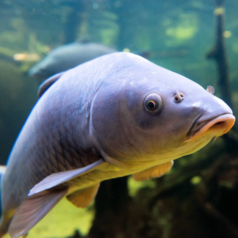 Carpa común