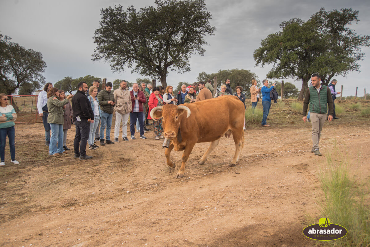 Foto con las vacas y terneras Abrasador