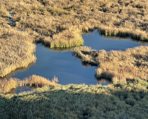 Laguna Cenagosa