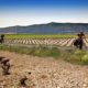 Dos ciclistas entre los viñedos de Valdepeñas, en la provincia de Ciudad Real. ALAMY STOCK PHOTO