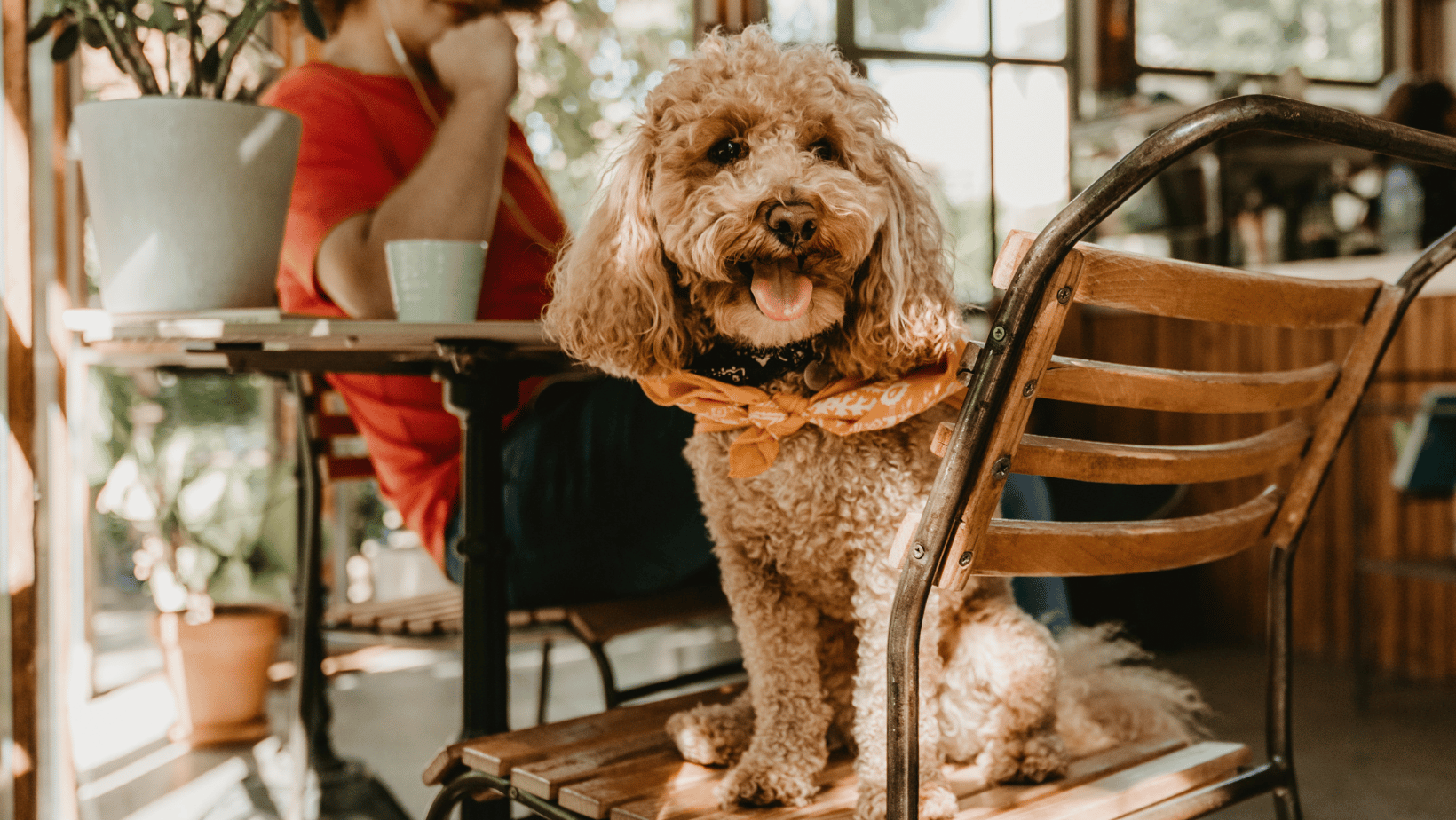 restaurantes Abrasador dog friendly