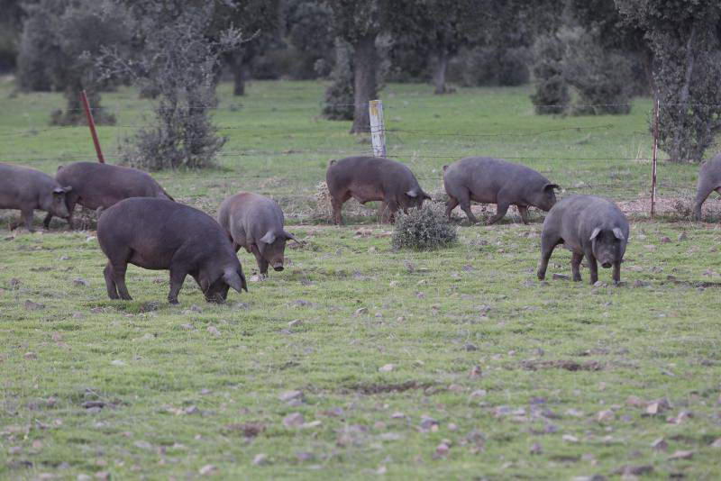 Cerdo Ibérico de cebo de campo Abrasador de crianza propia