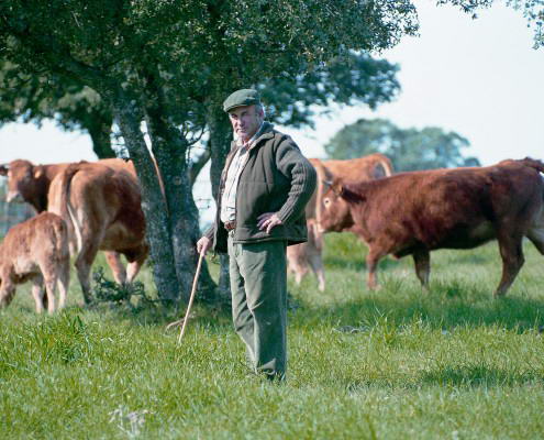 Vacas en el Campo