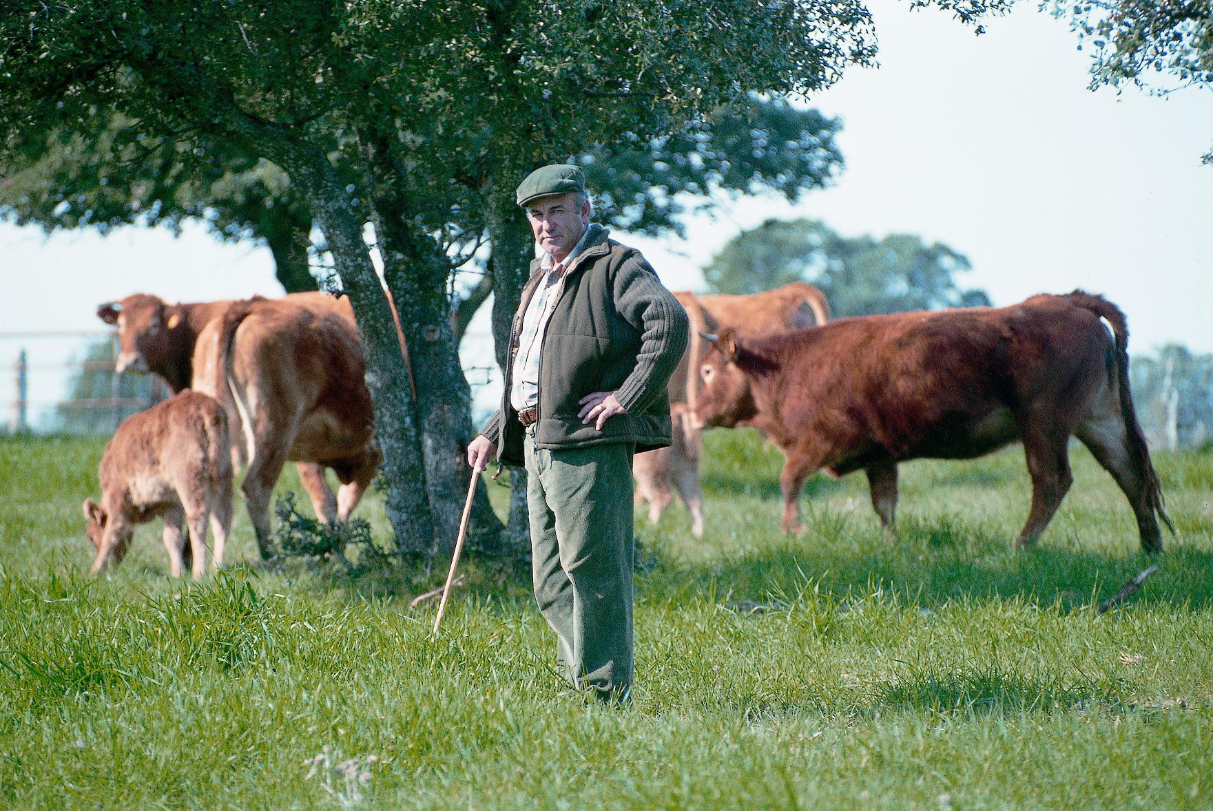 Vacas en el Campo