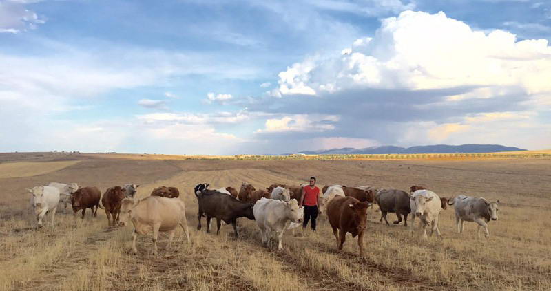Alfonso Ramirez con el ganado