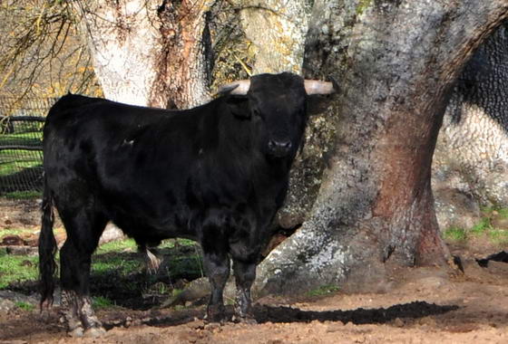 toros-bravos-en-la-dehesa