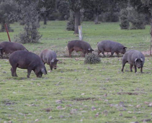 Cerdo ibérico de cebo de campo Abrasador