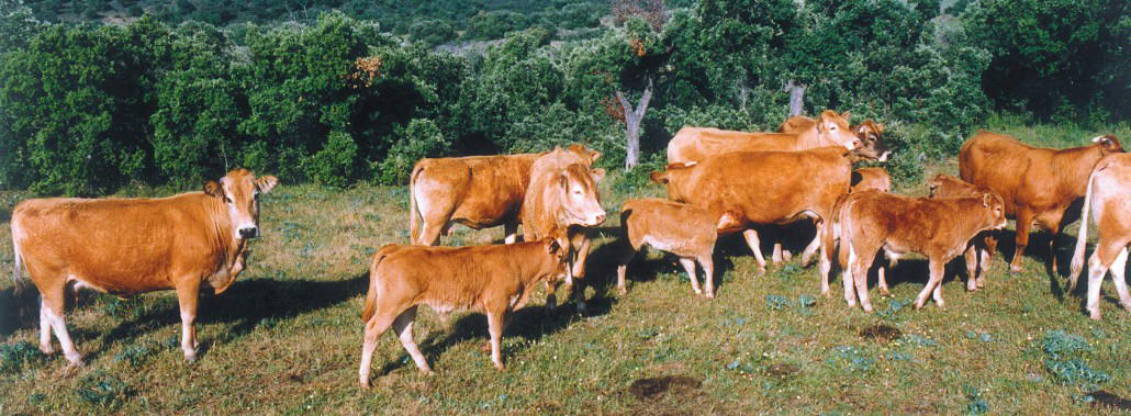 Terneras-añojas-en-finca-Abrasador